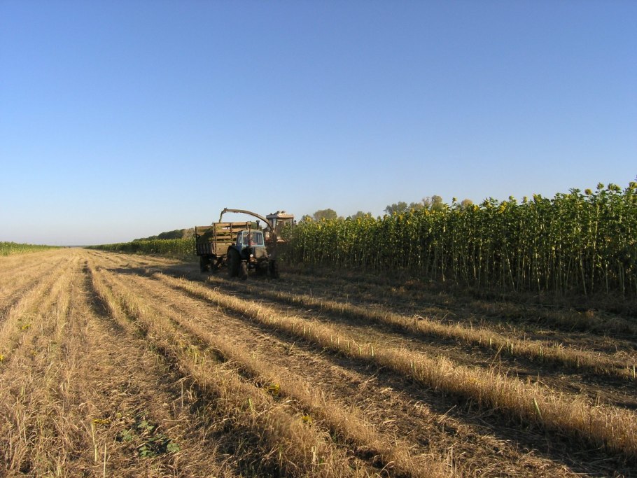 Силос подсолнечниковый