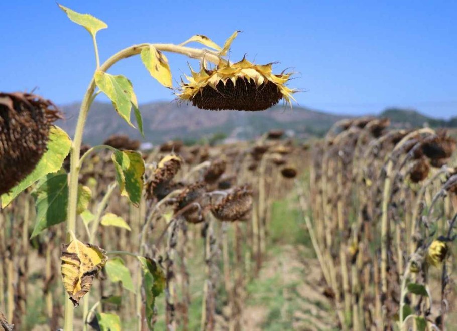 Хранение семян подсолнечника в складах