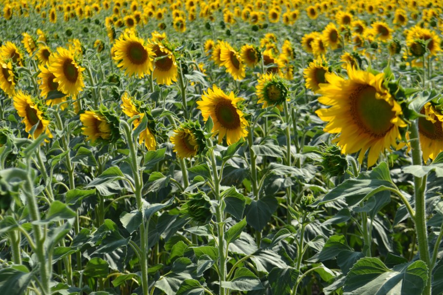 Уборка сорго на силос