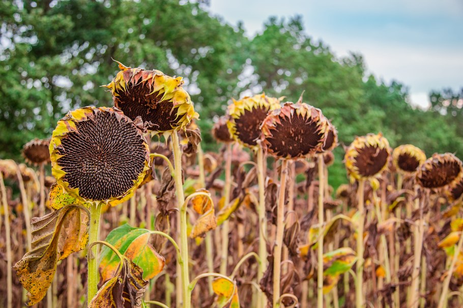 Сбор подсолнухов