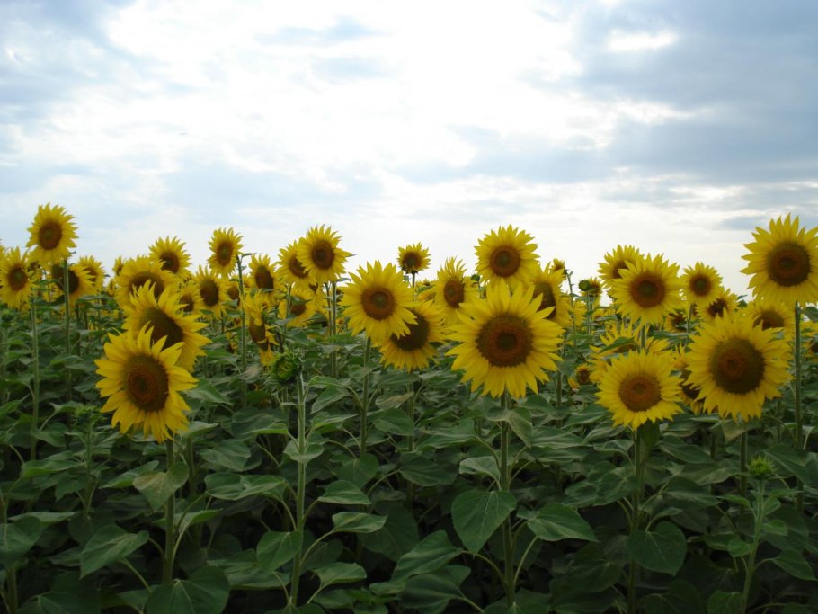 Масличные культуры подсолнечник