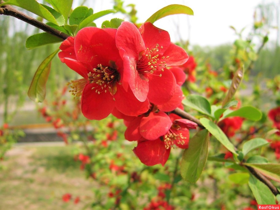 Шиповник Rosa Canina