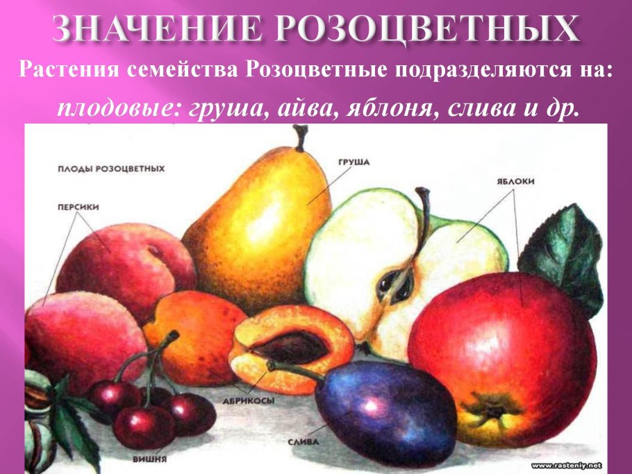 Диаграмма цветка класса двудольные