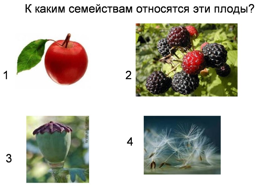 Утюг Rowenta dw5210f1