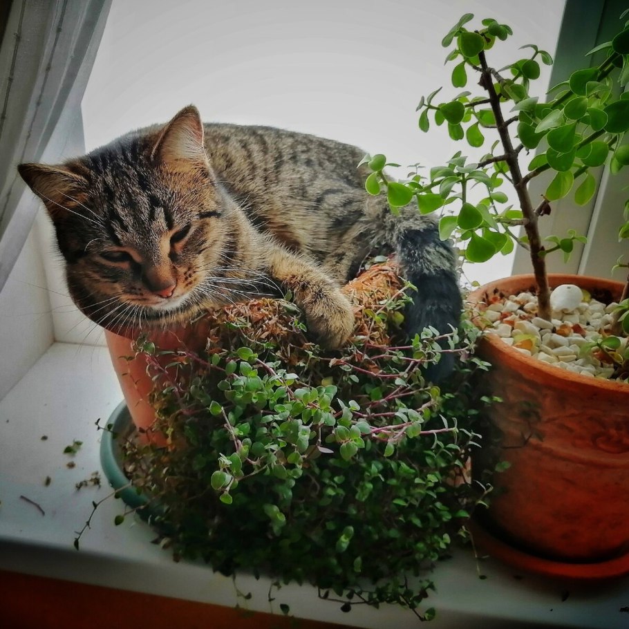 Кошачье растение