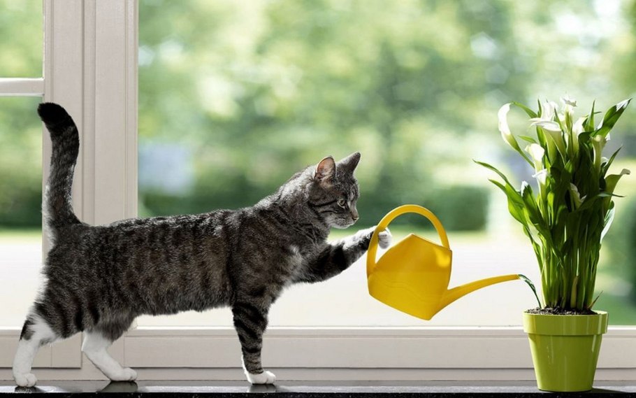 Весенние коты