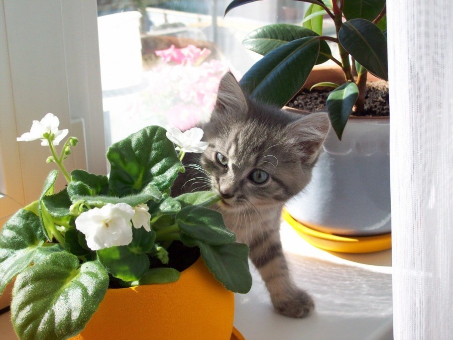 Кошачья домашняя трава
