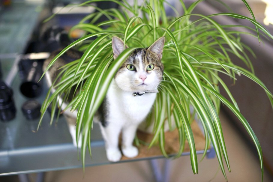 Коты и комнатные растения