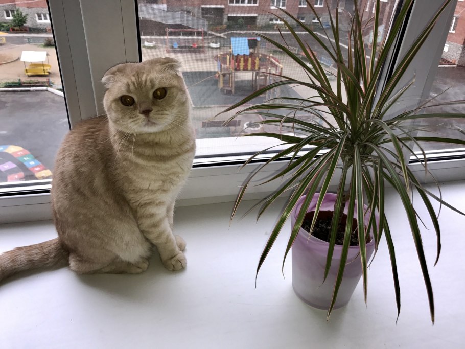 Кошка ест комнатные растения