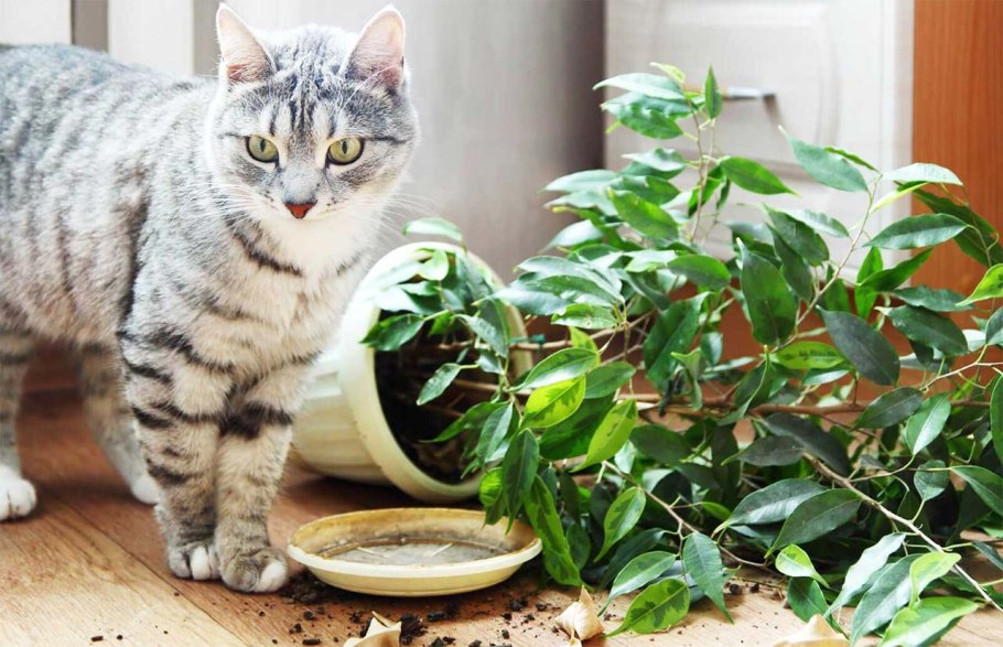 Кошка и домашние растения
