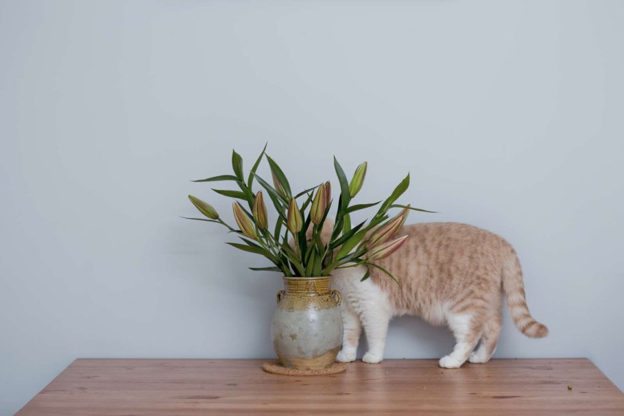 Коты и комнатные растения