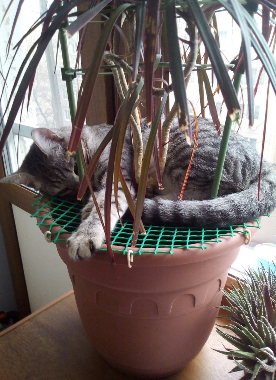 Кошка и укроп