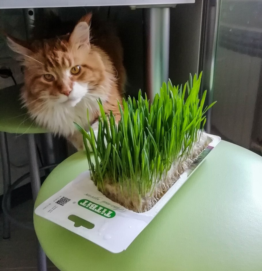 Кот поливает