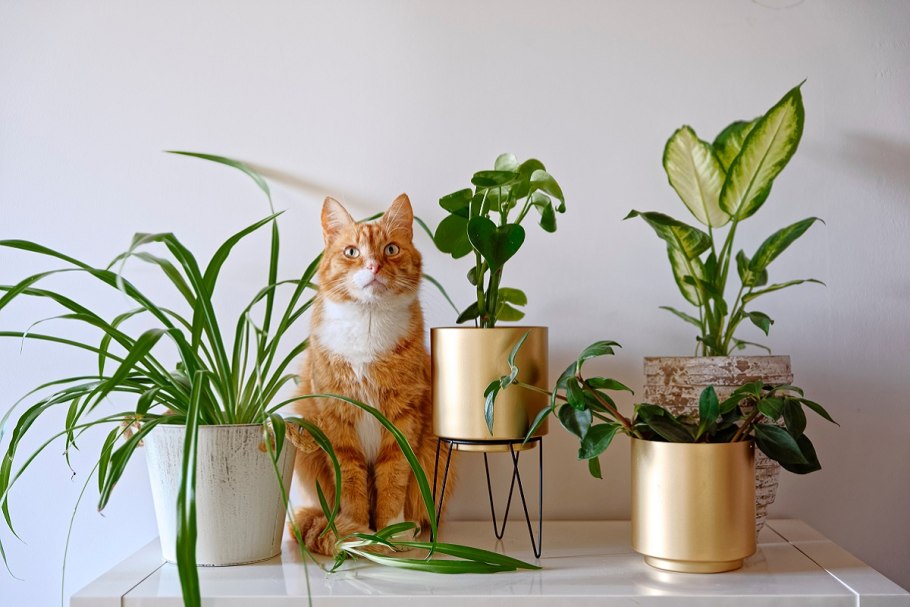 Кошачий туалет в интерьере