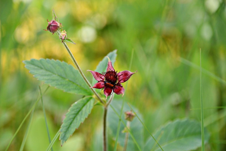 Кубышка, сабельник