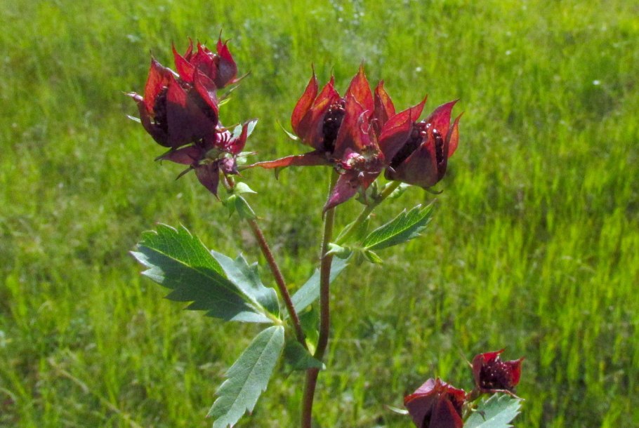 Сабельник трава