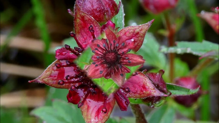 Сабельник болотный