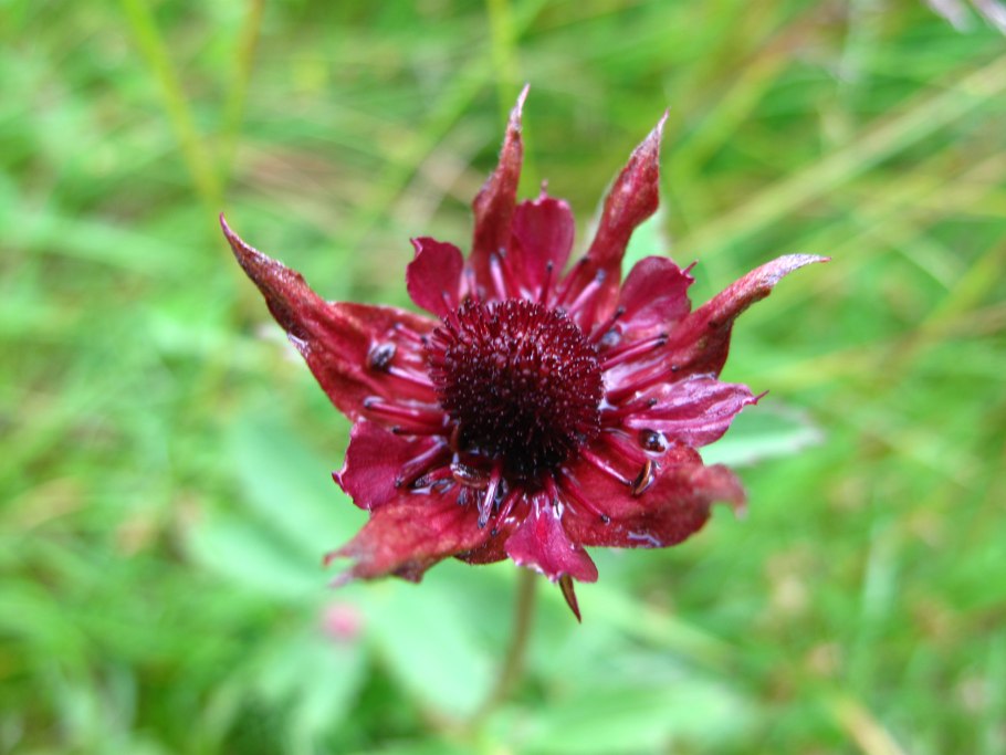 Сабельник Озёрный