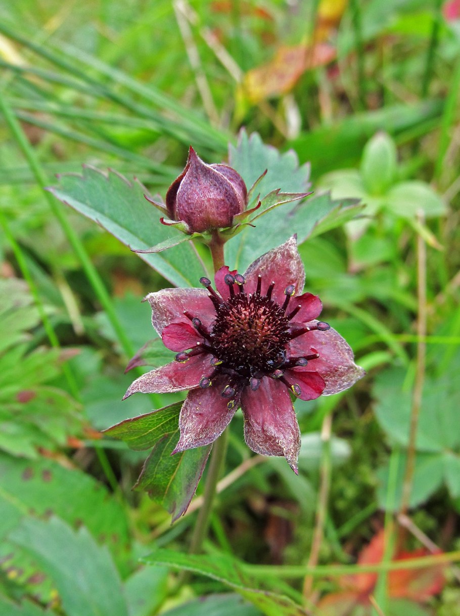 Comarum palustre формула