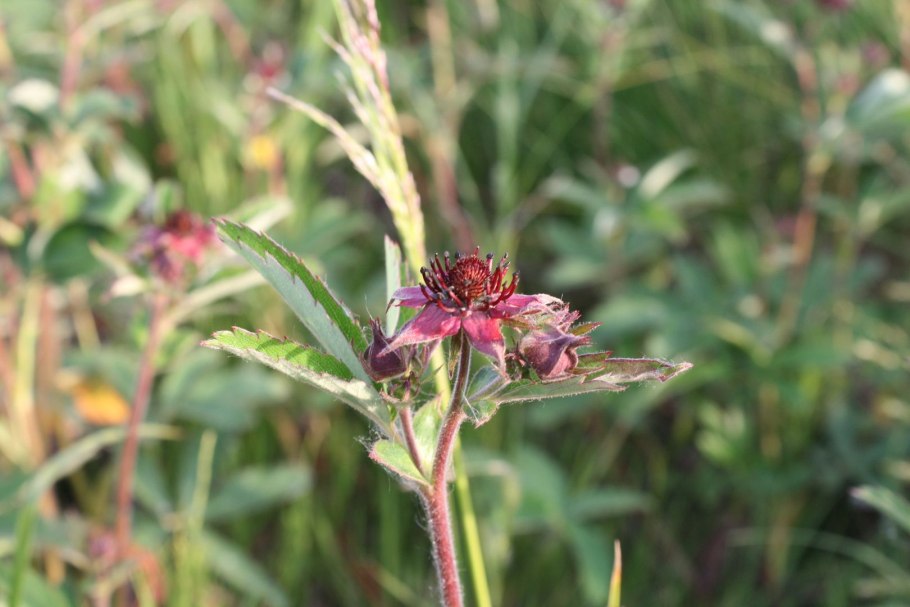 Трава сабельник болотный