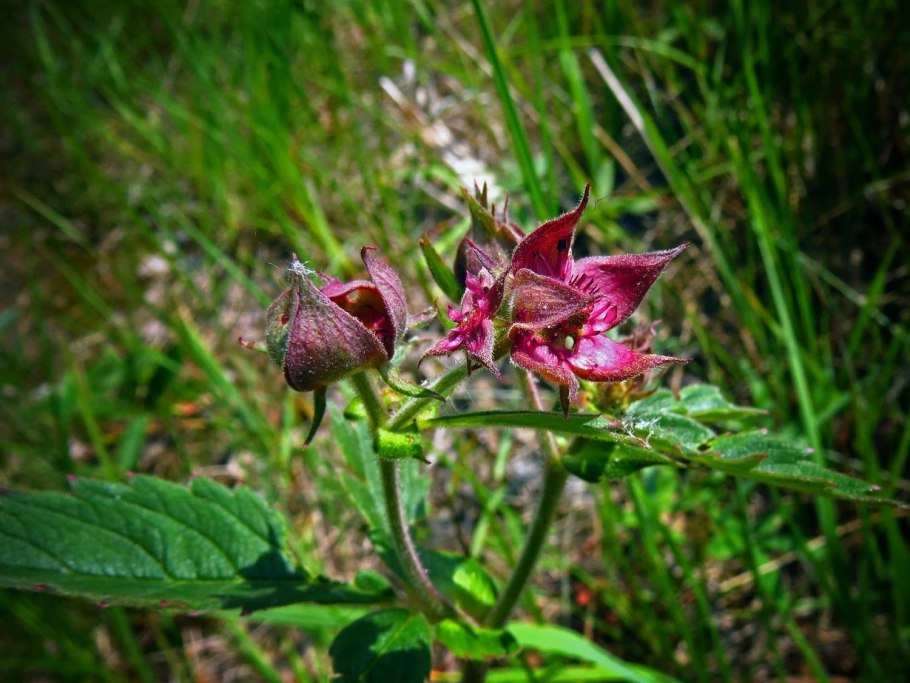 Сабельник болотный (Comarum palustre)