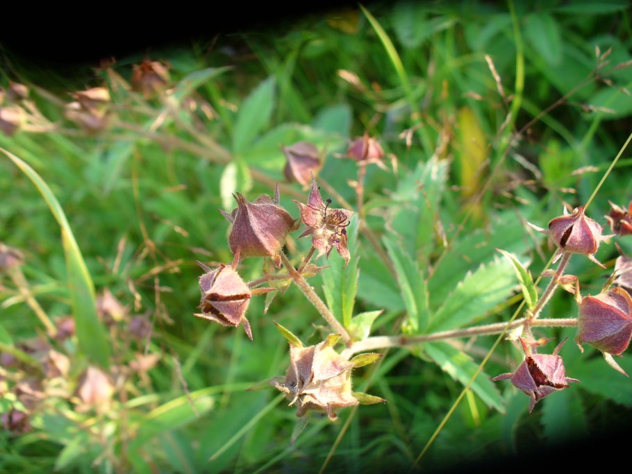 Сабельник болотный корень