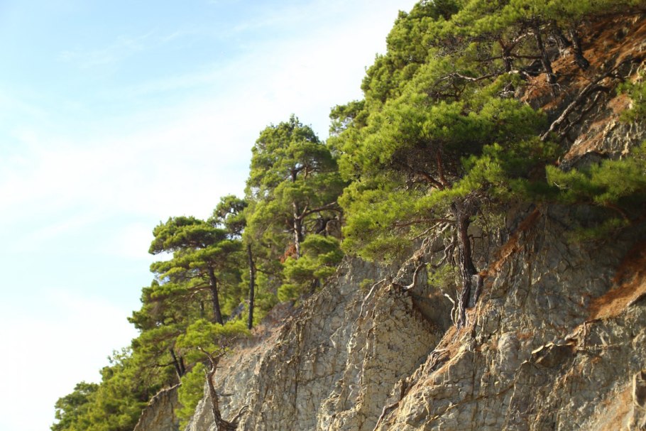 Сосна Пицундская (Станкевича).