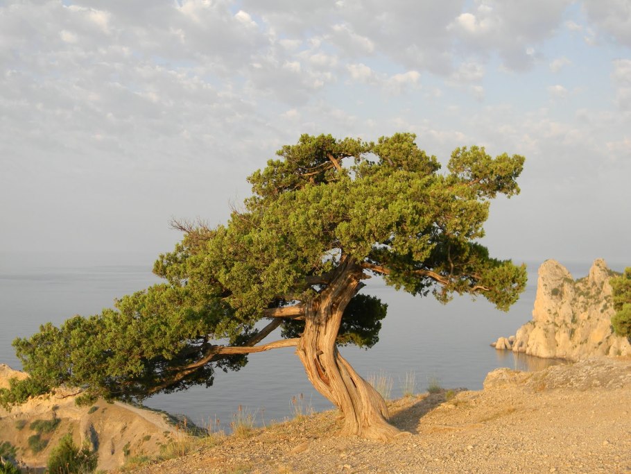 Сосна Пицундская ареал