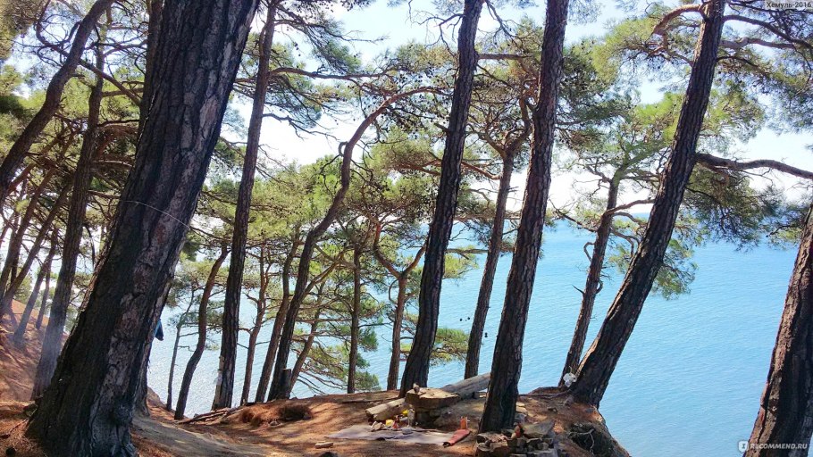 Сосна Пиния Гаспра Крым