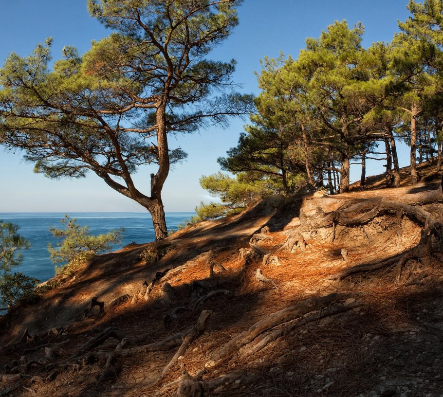 Сосна самолет ай Петри