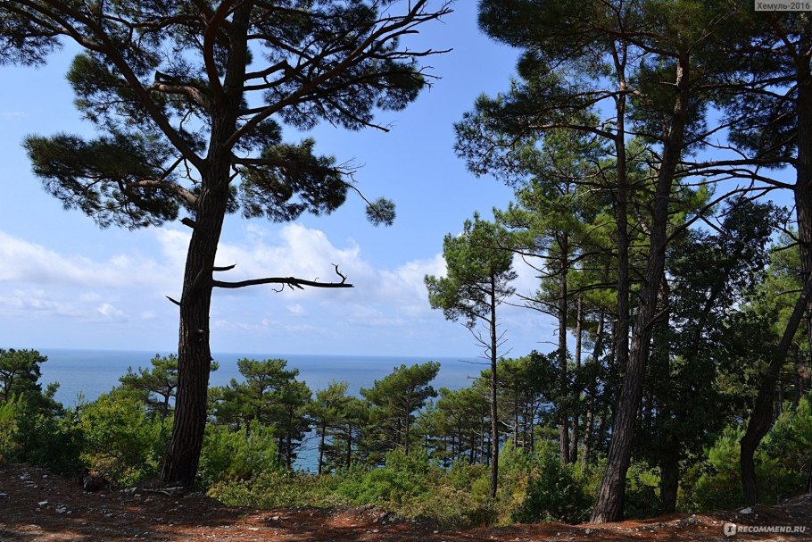 Пицундская сосна в Крыму