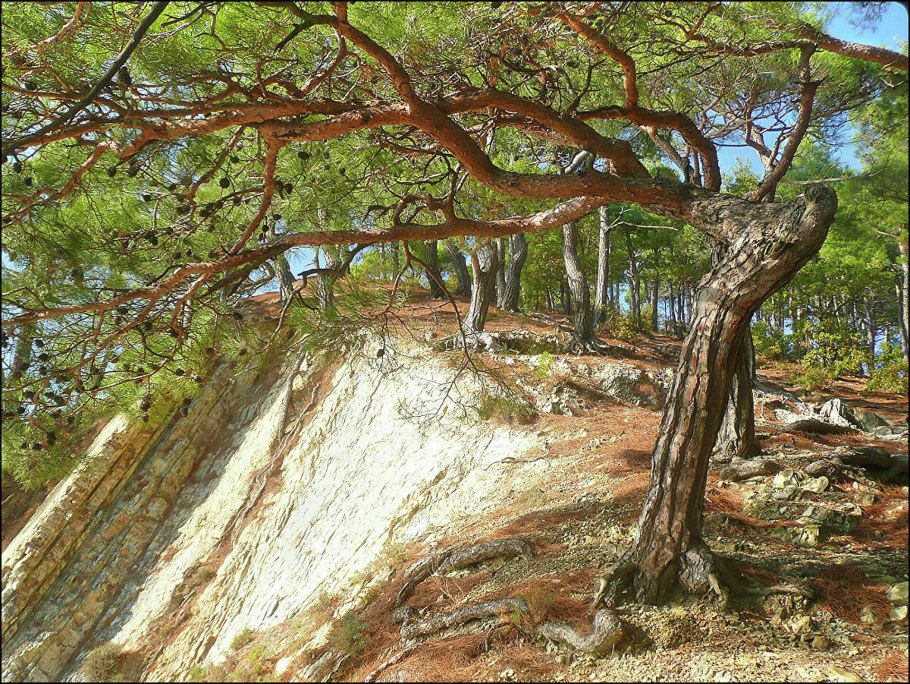 Сосна Пицундская хвоя