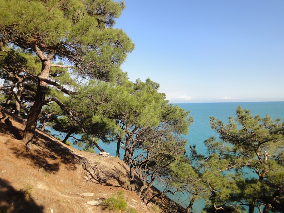 Сосна Пицундская (Станкевича).