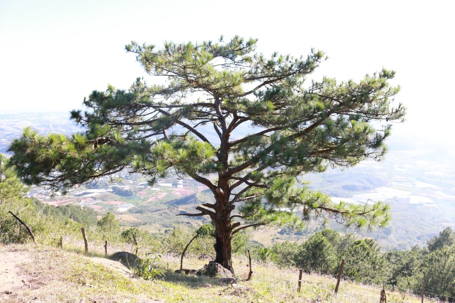 Pinus nigra subsp pallasiana
