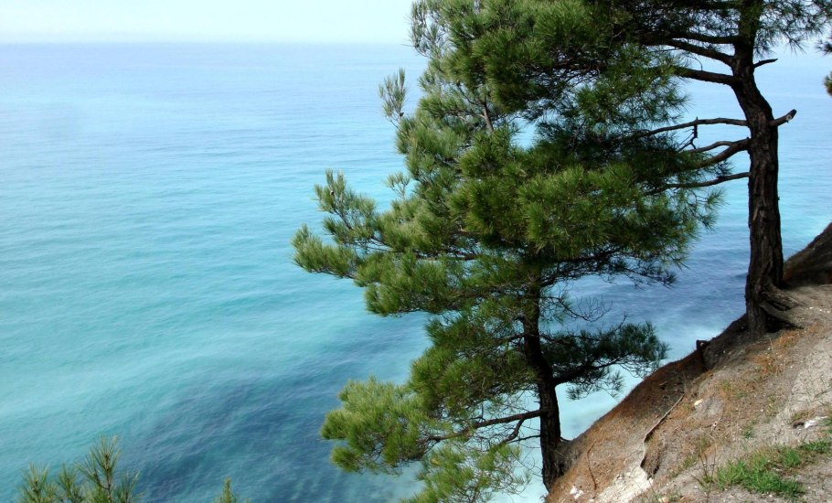 Пицундская сосна в Крыму