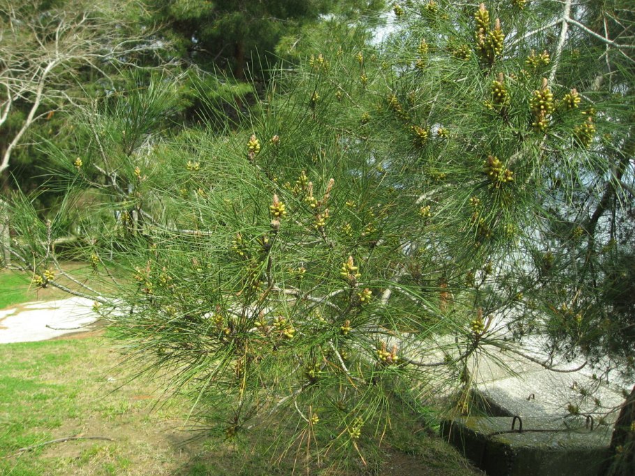 Джанхотский Бор пицундской сосны