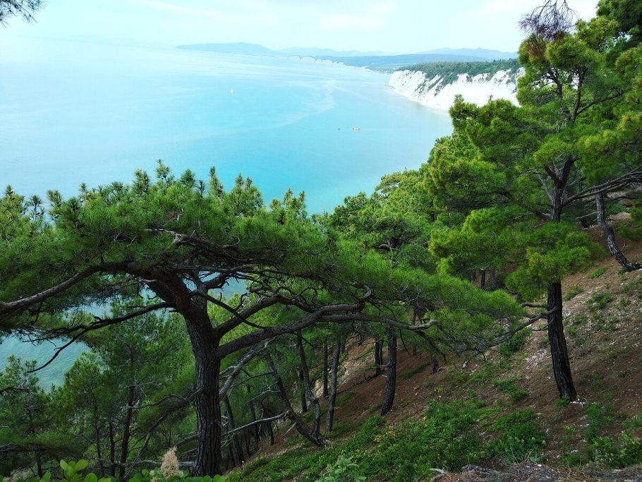 Сосна Палласа Крымская