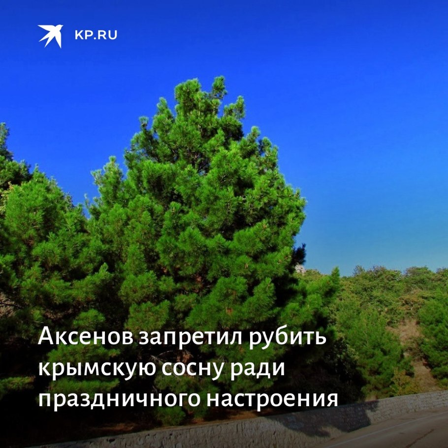 Сосна Пицундская Сочинский парк