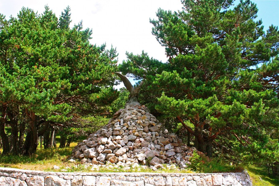 Сосна Крымская (Pinus pallasiana)