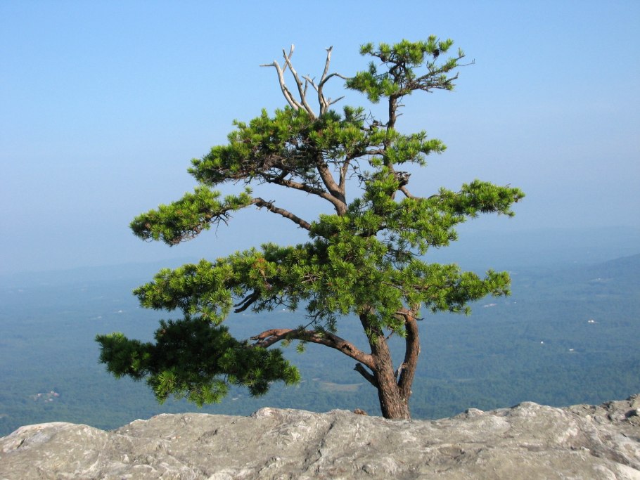 Сосна Пицундская Pinus pityusa