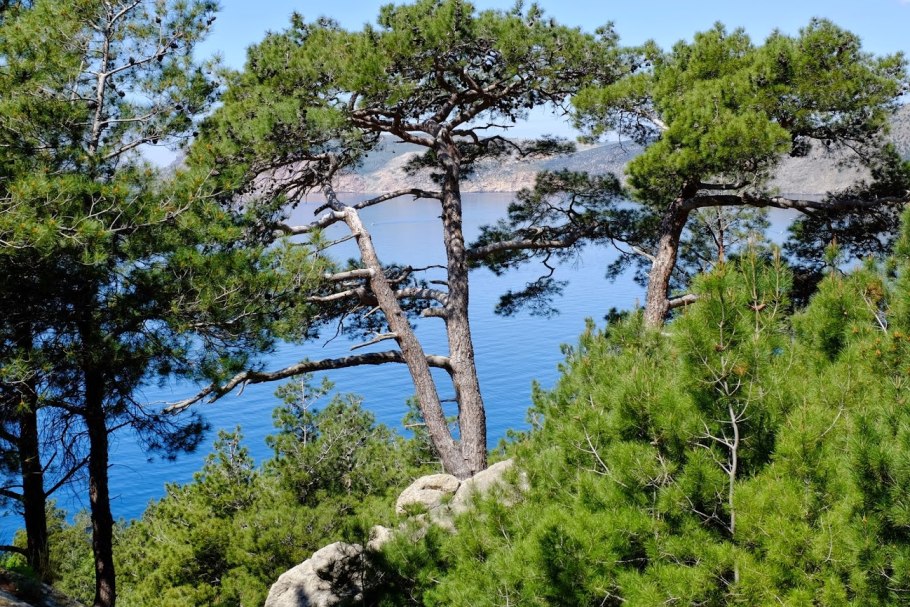 Джанхотский Бор пицундской сосны