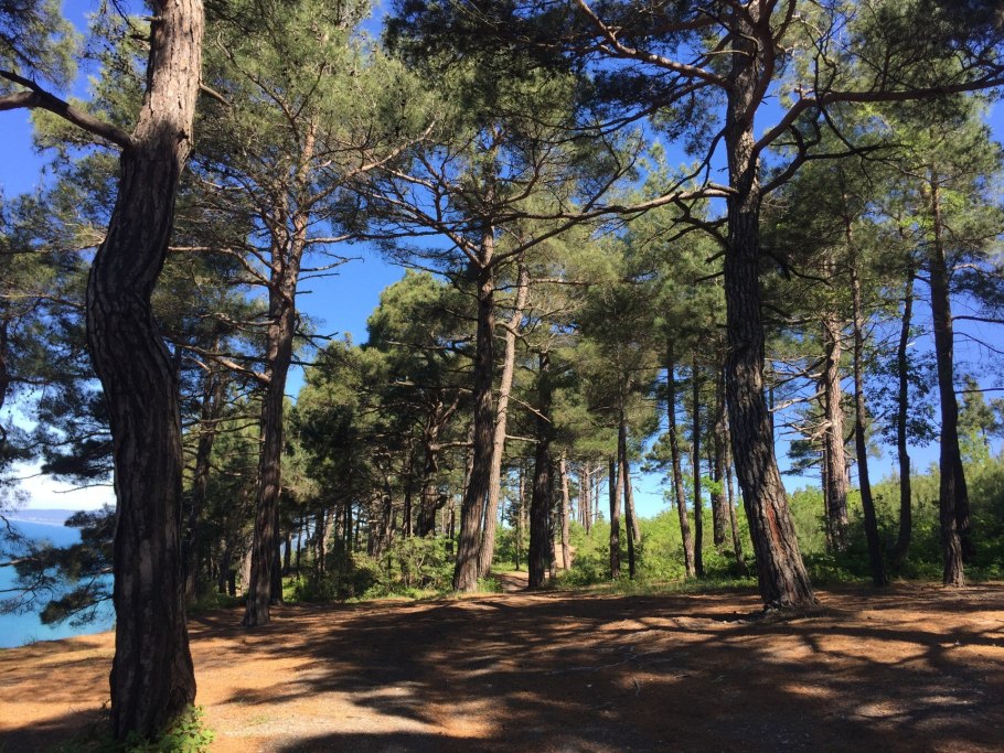 Сосна Крымская лес