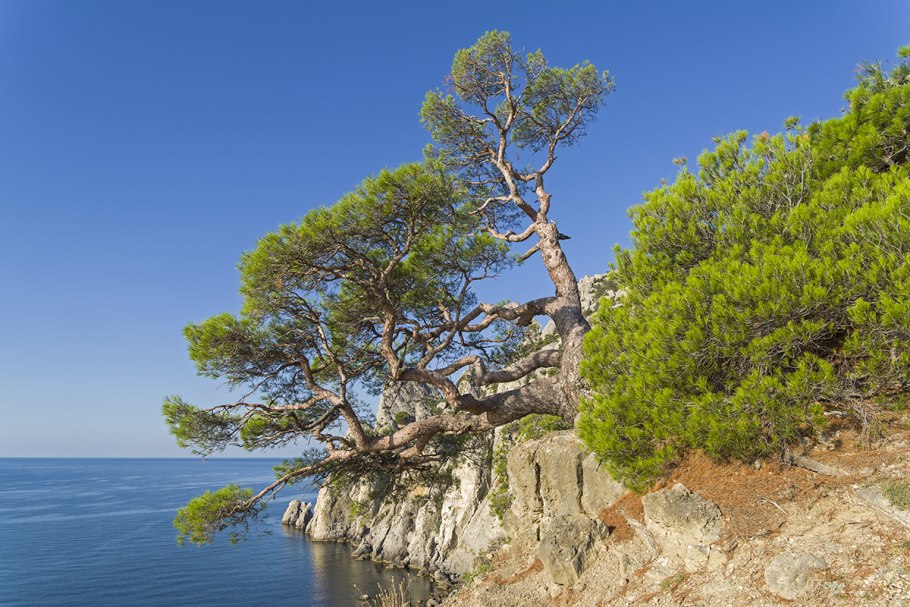 Сосна Станкевича новый свет