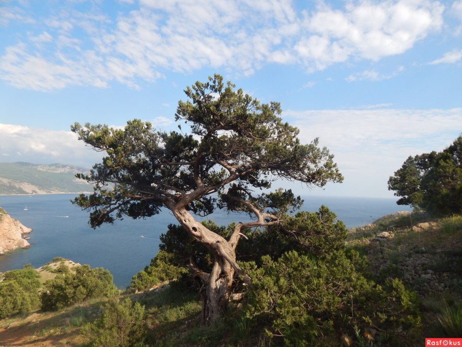 Сосна турецкая калабрийская