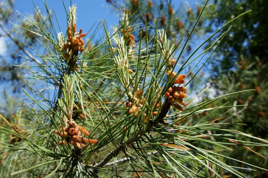 Сосна Крымская (Палласа) Pinus pallasiana