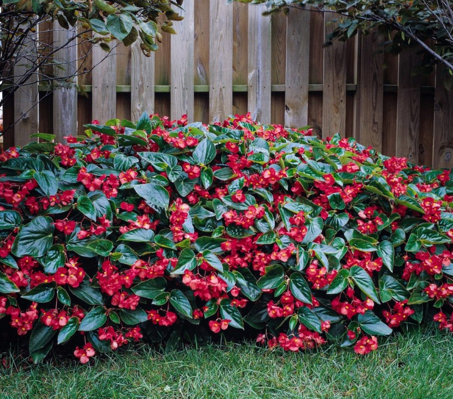 Клумба Хоста астильба гейхера