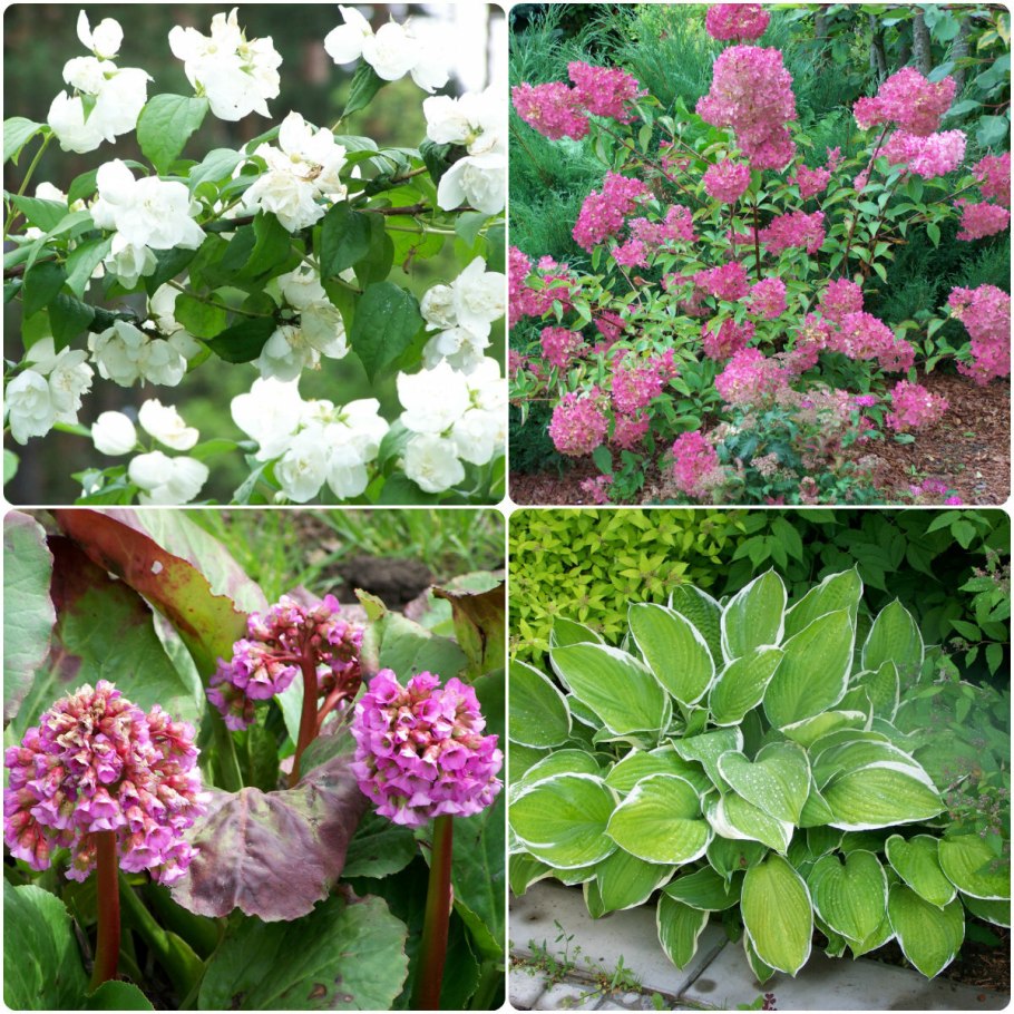 Астильба Хоста миксбордер