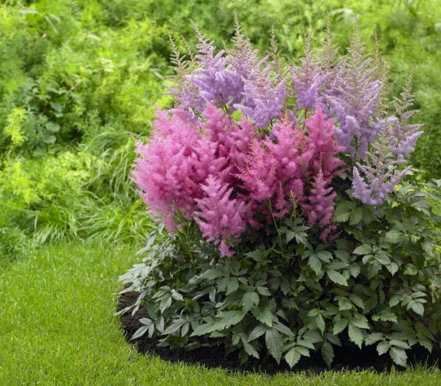 Тиарелла сердцелистная