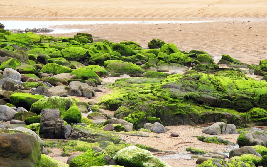 Мох на берегу моря