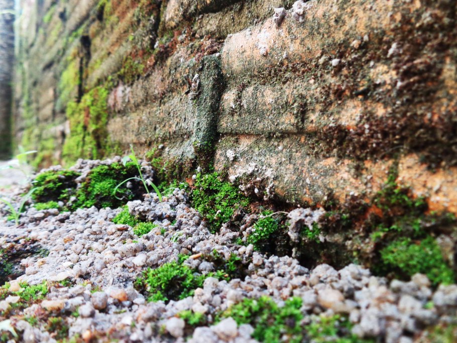 Мох на скалах